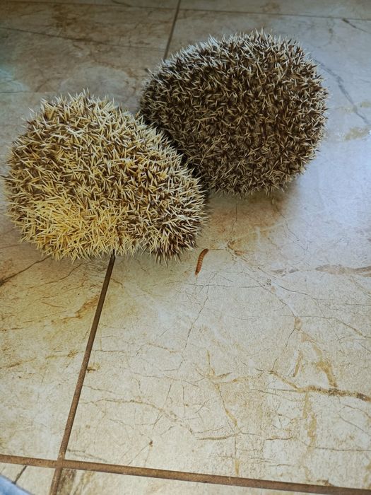 Jeż pigmejski para