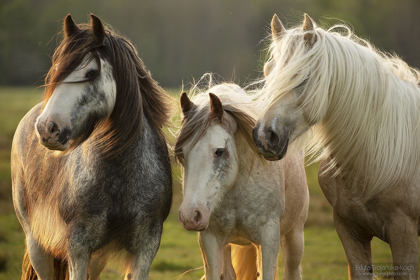 Gypsy Cob/ hodowla koni cygańskich/Imprinting