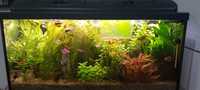 Akwarium wraz z rybkami roślinami