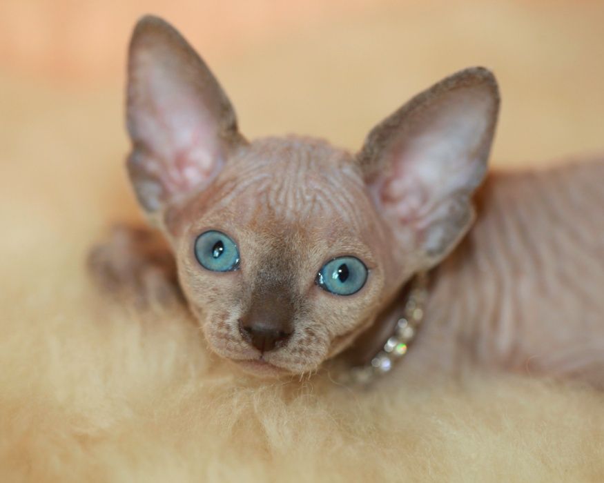 Кішка мілашка з блакитними очима
