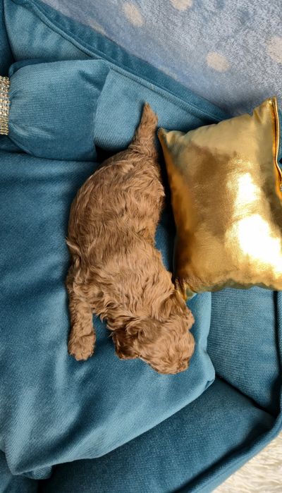 Cudowny chłopczyk Pudel Toy Red - Rodzice przebadani genetycznie