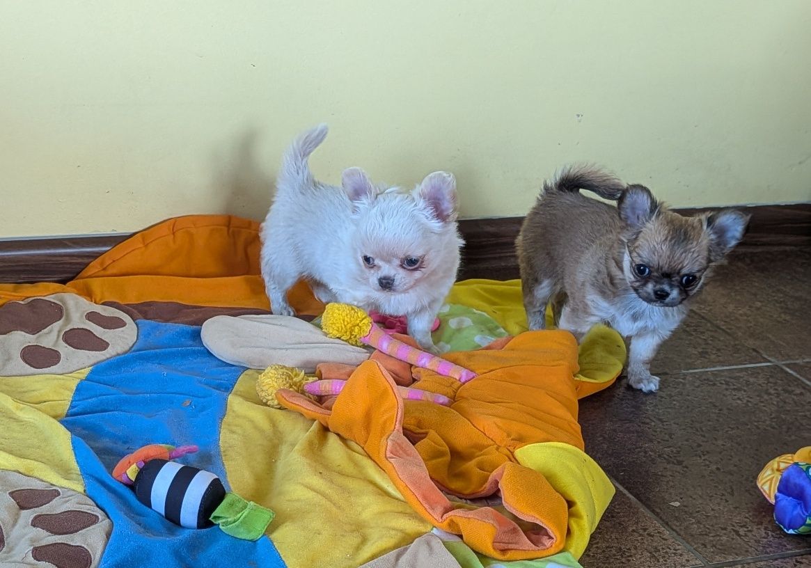 Chihuahua długowłosy ZKwP FCI
