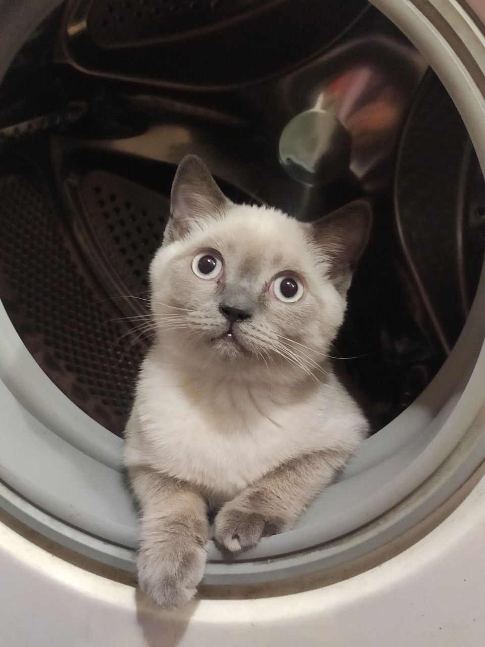 Шотландский прямоухий котенок