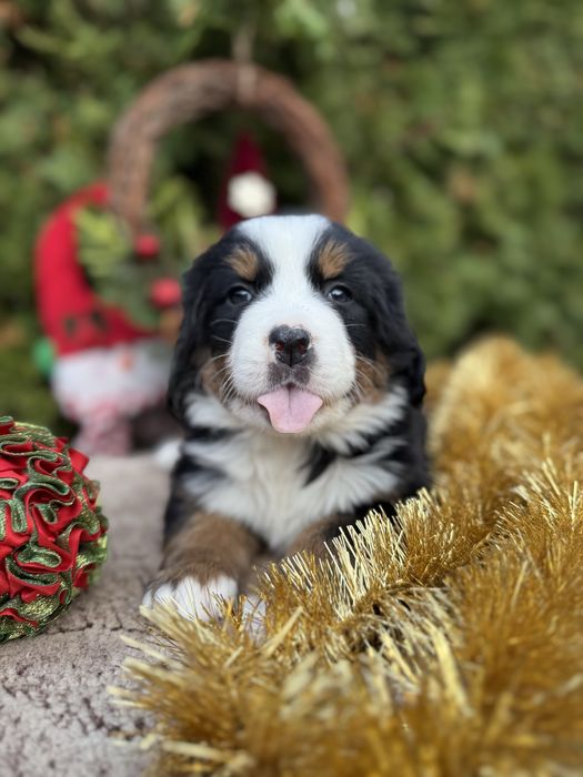 Śliczna sunia Berneński Pies Pasterski z rodowodem wielkpokoleniowym
