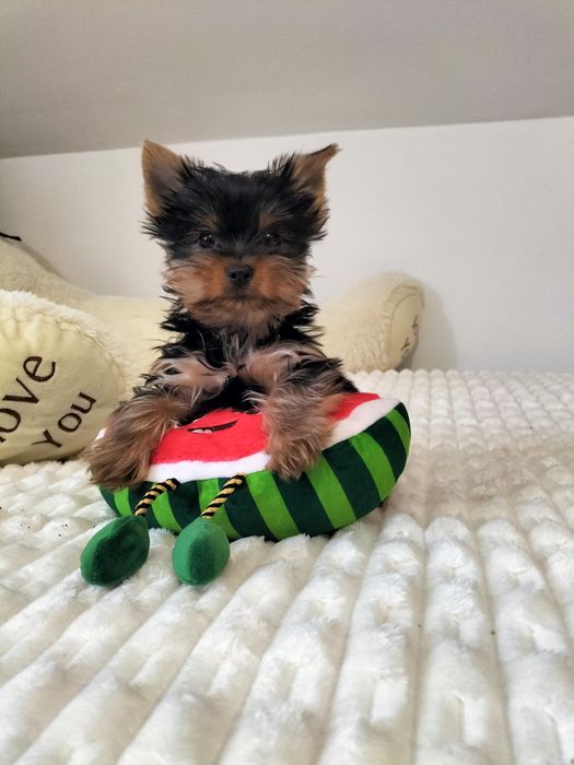 Yorkshire Terrier