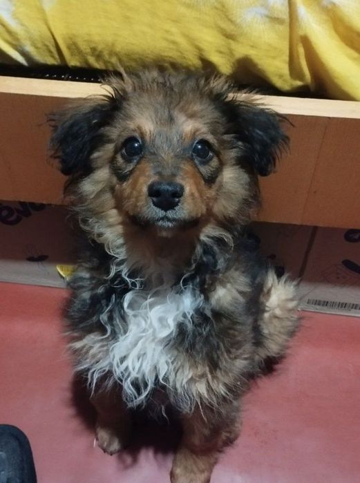 Віддам цуценя з вулиці