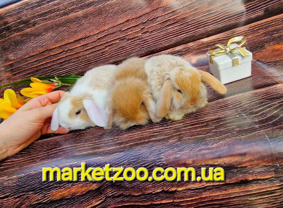 Неперевершені красунчики міні кролики висловухі баранчики,карликовые