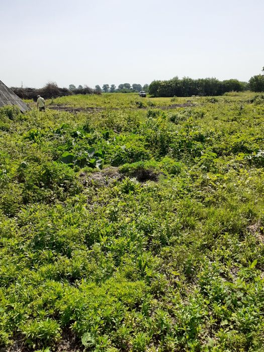 Земельный участок, Дом