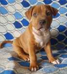 Suczka American Staffordshire Terrier Amstaff