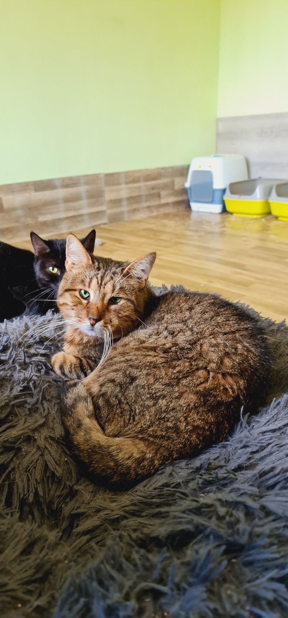 Котик таббі зелені очі