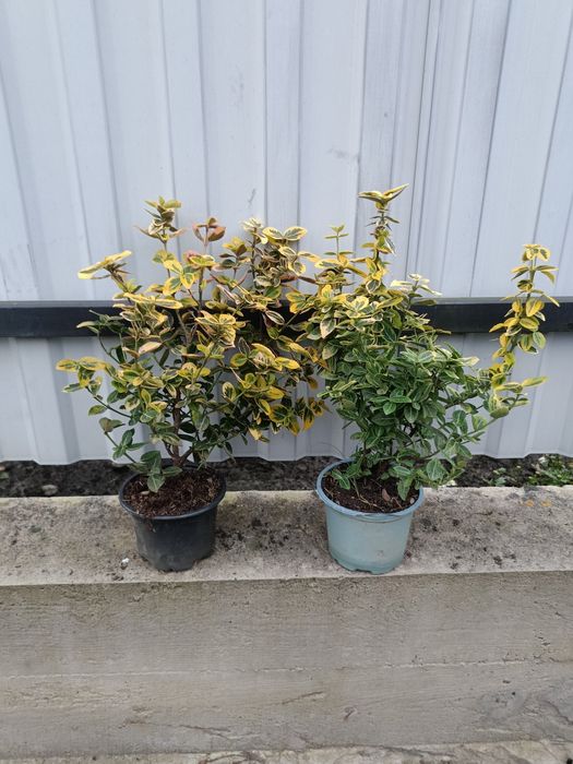 Продам колумна, смарагд,брабант, літл чемпіон, літл гігант, суеціка