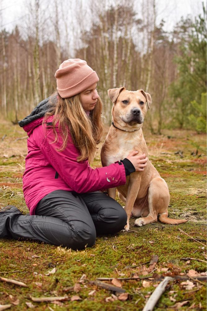 Piękny biszkoptowy pies w typie rasy amstaff do świadomej adopcji