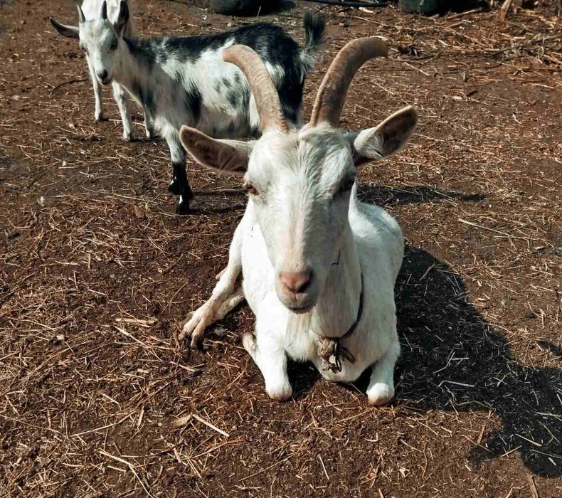 Продам козенята.Породисті.Ціна договірна