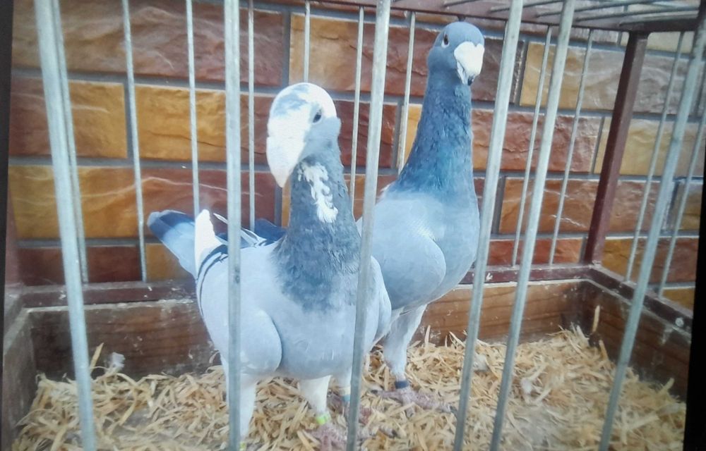 Sprzedam gołębie niemieckie wystawowe