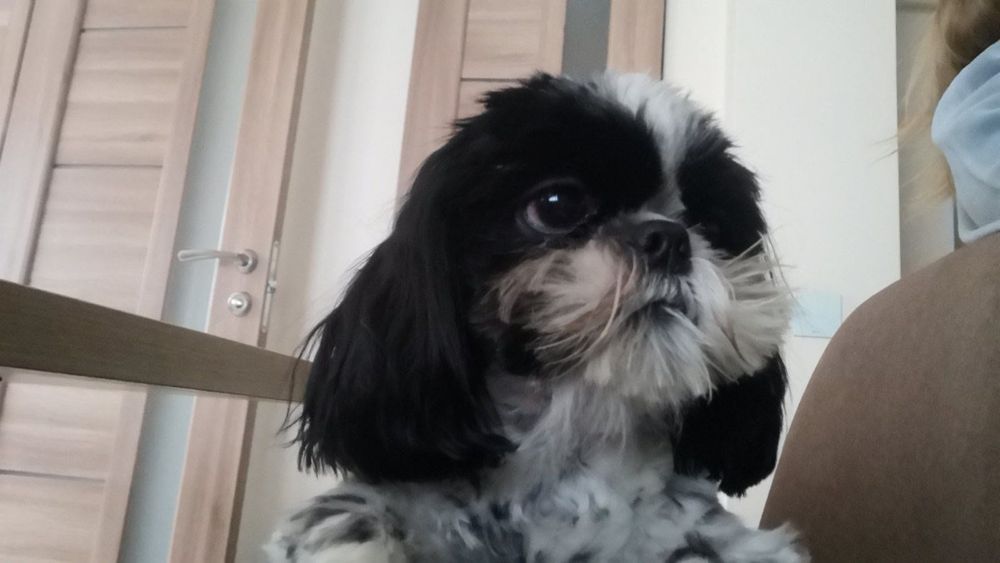 В‘язка ши-тцу хлопчик