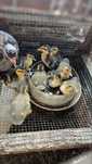 Patos Rouen.      .