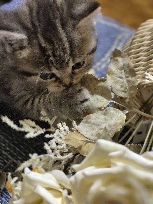 British tabby macho