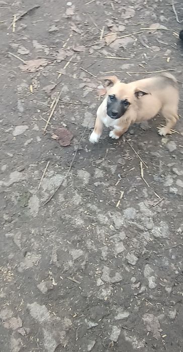 Сторожові собаки/цуценята