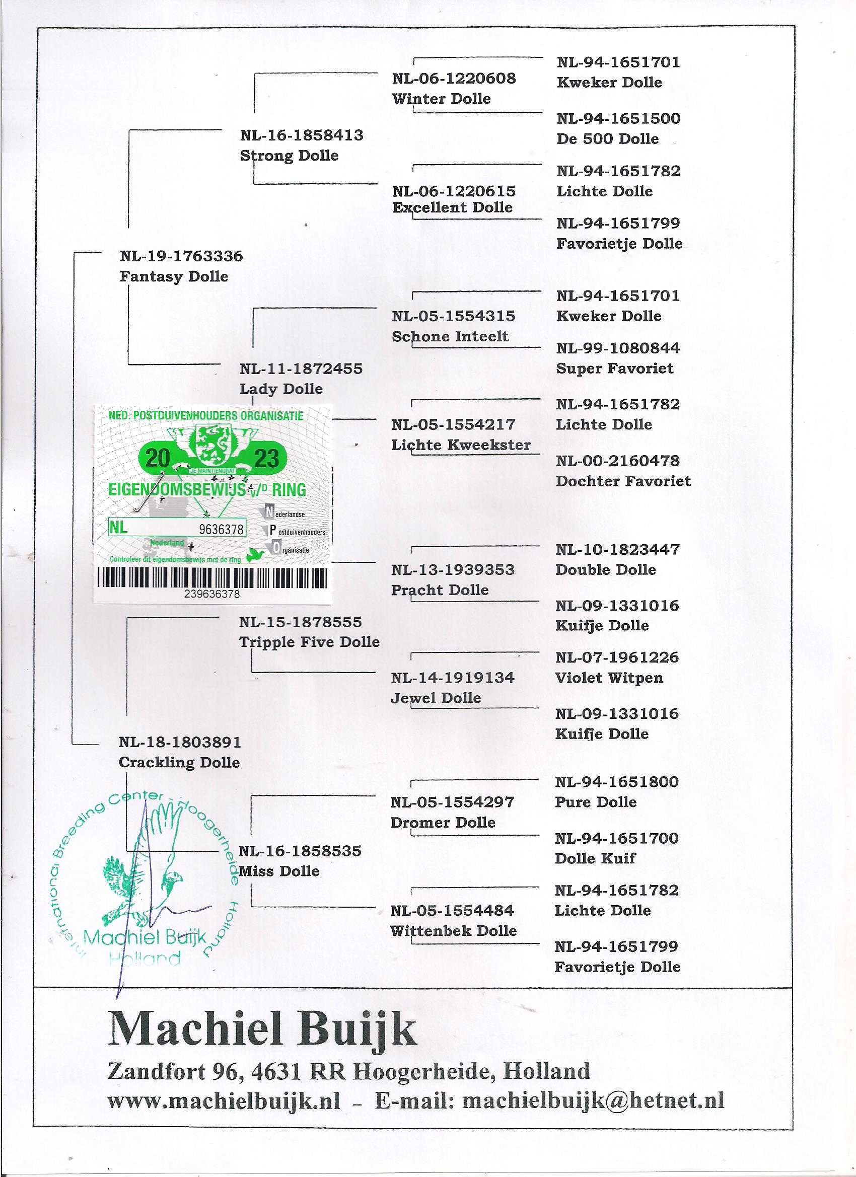 Młode Ardeny Org M. Buijk Para 136 gołębie pocztowe gołąb daleki dysta