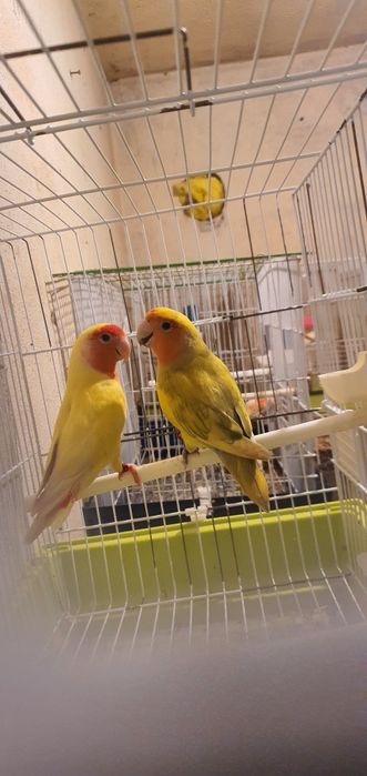 Vendo este casal  de agapones