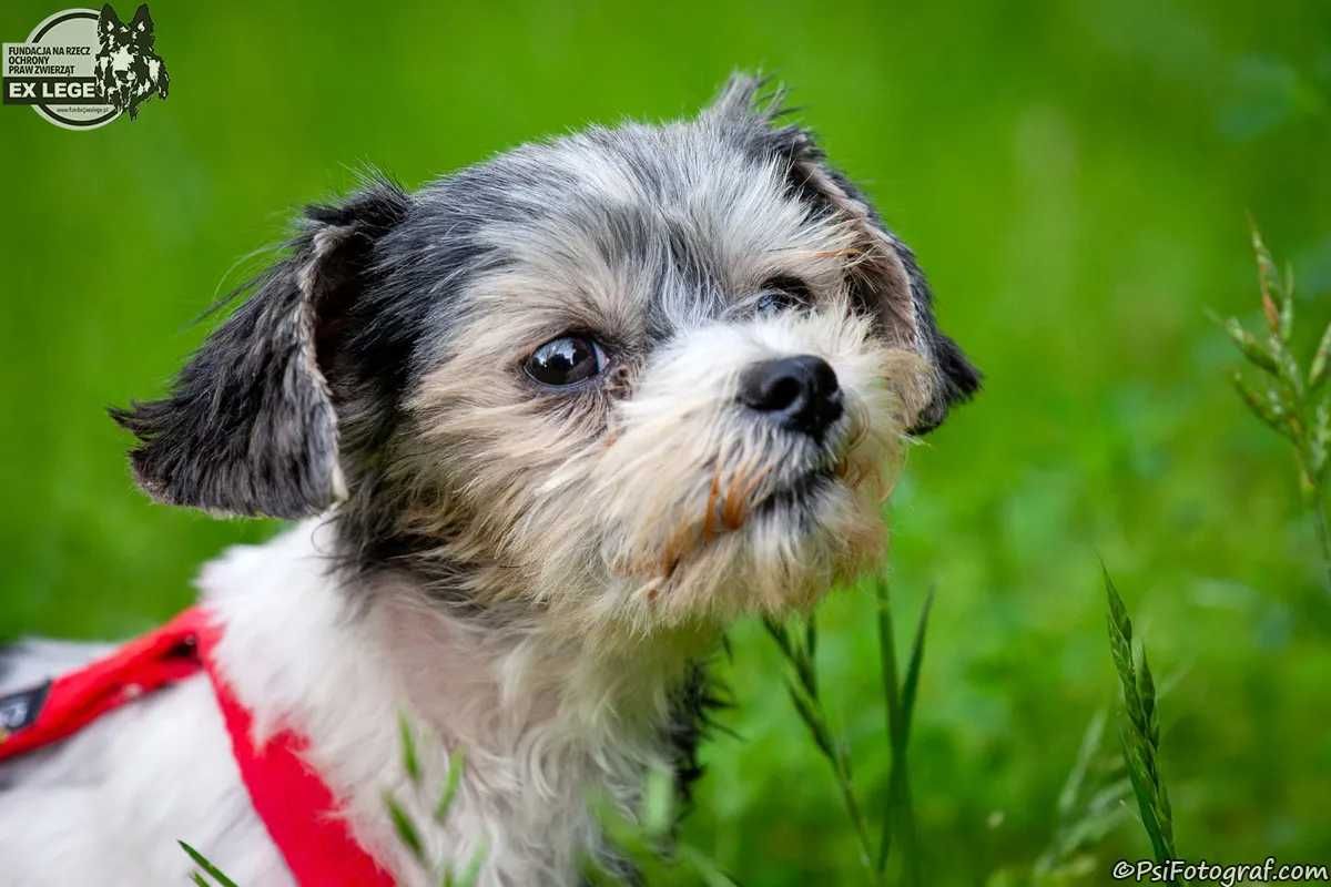 DAISY mała suczka szuka domu