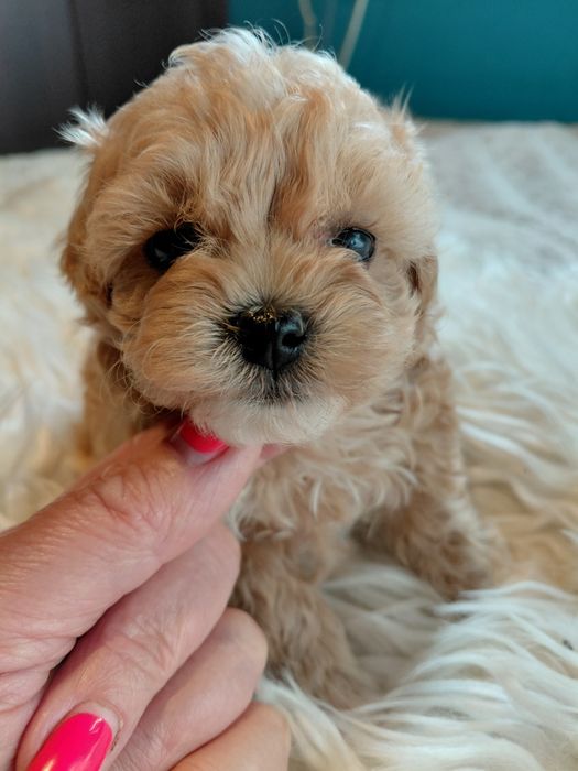 Maltipoo - piesek