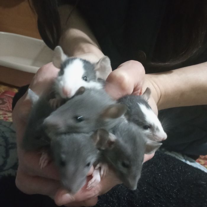 Щурики породи Хаскі.