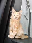 Rudy  kotek Maine coon