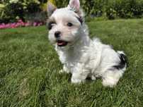 York Yorkshire Terrier Biewer wyjątkowa suczka