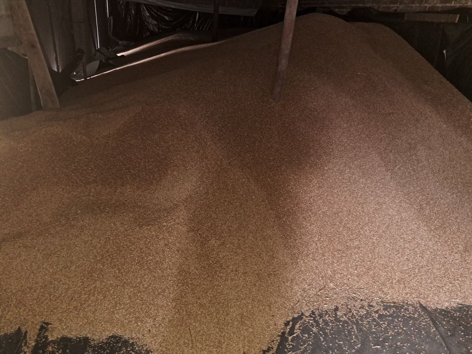 Sprzedam żyto i pszenżyto ozime