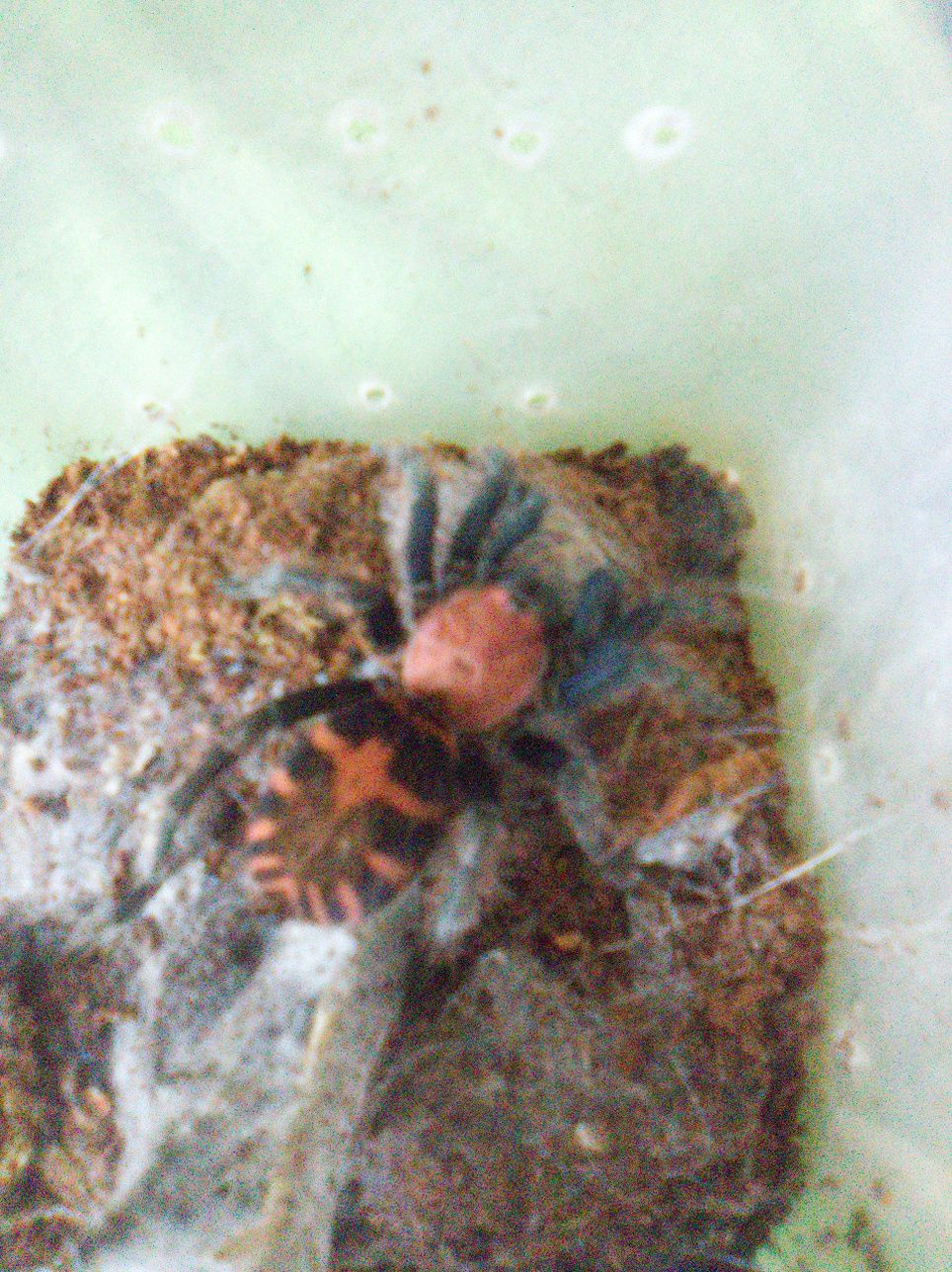 Davus pantaloris