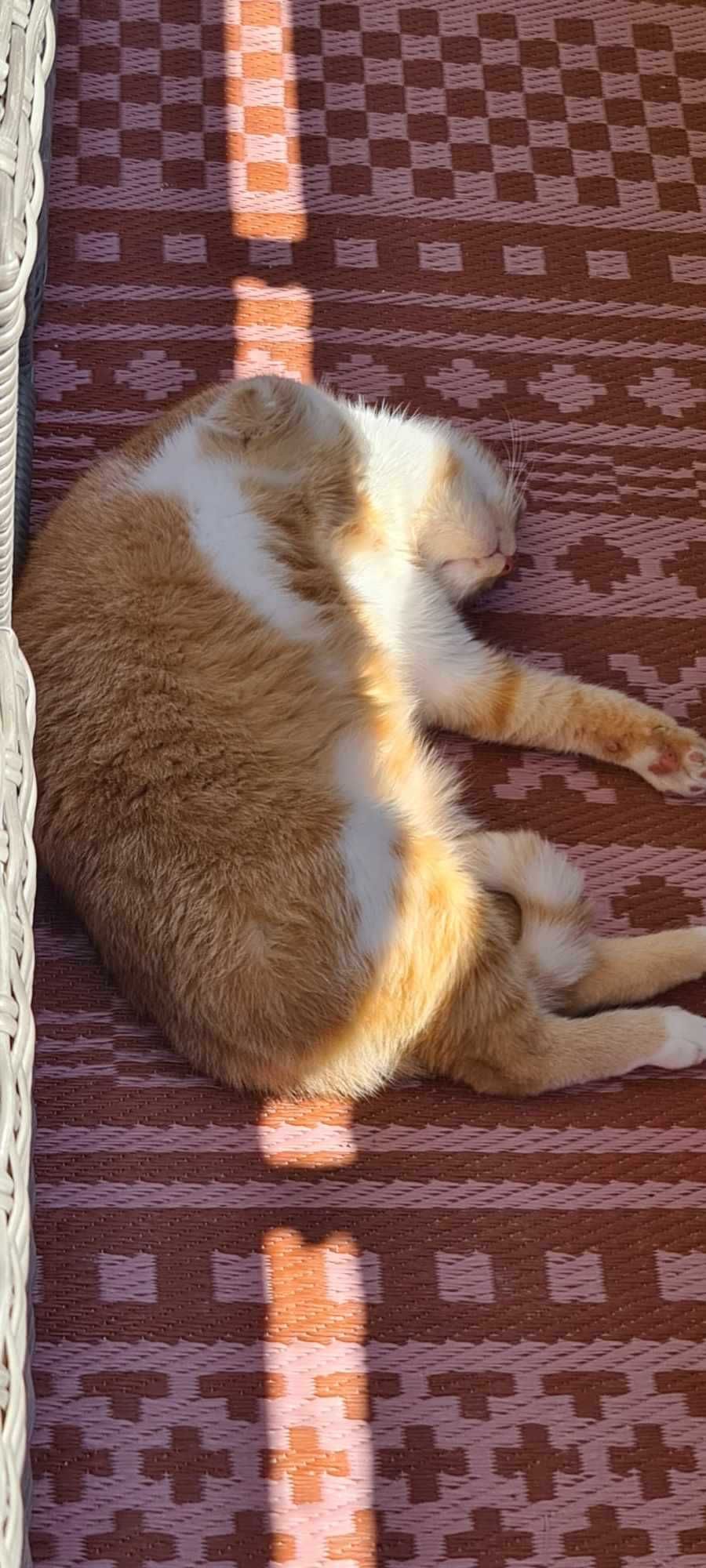 ALEN dorosły kocur 7 lat do adopcji