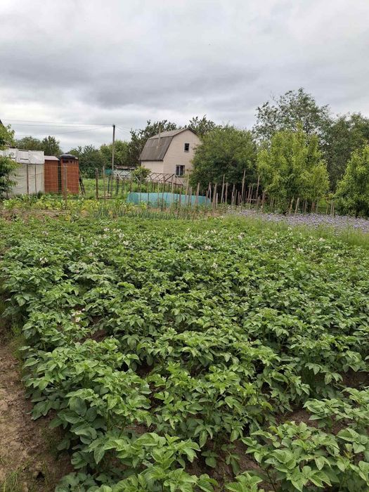 Дачный участок с/о" Сокол"