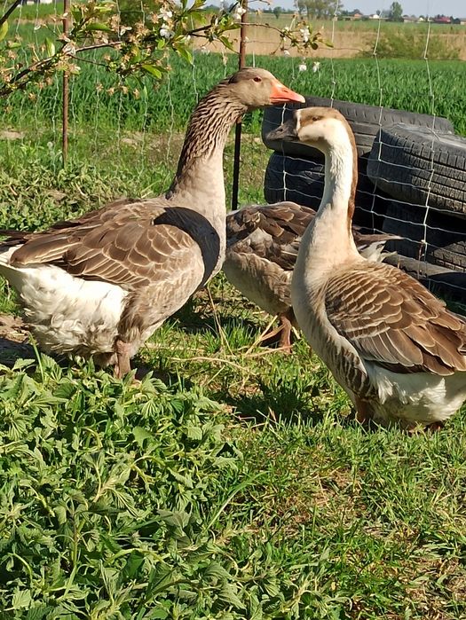 Gęsi szare landes i garbonose