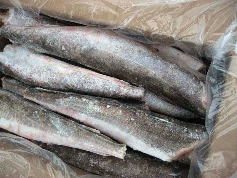 Хек.   Мойва, сельдь, салака, скумбрия, путассу, хек молочный