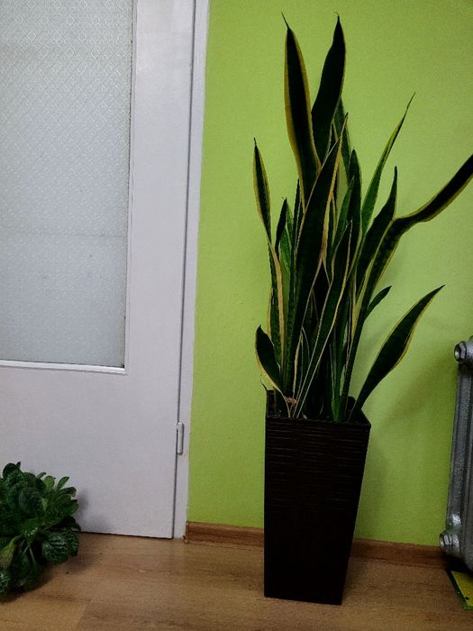 Piękny duży kwiat Sanseveria wraz z dużą  donica
