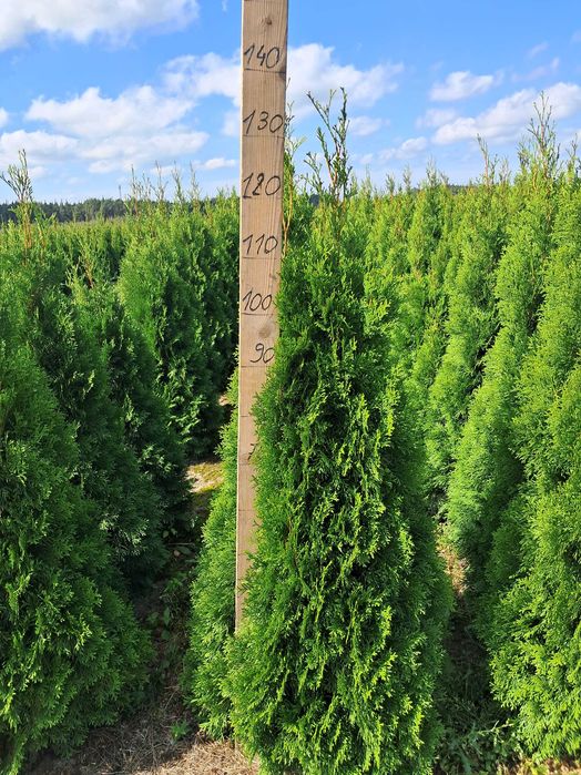 Tuja Szmaragd 140cm GAT 1, Bardzo gęste, Gwarancja przyjęcia, Doradztw