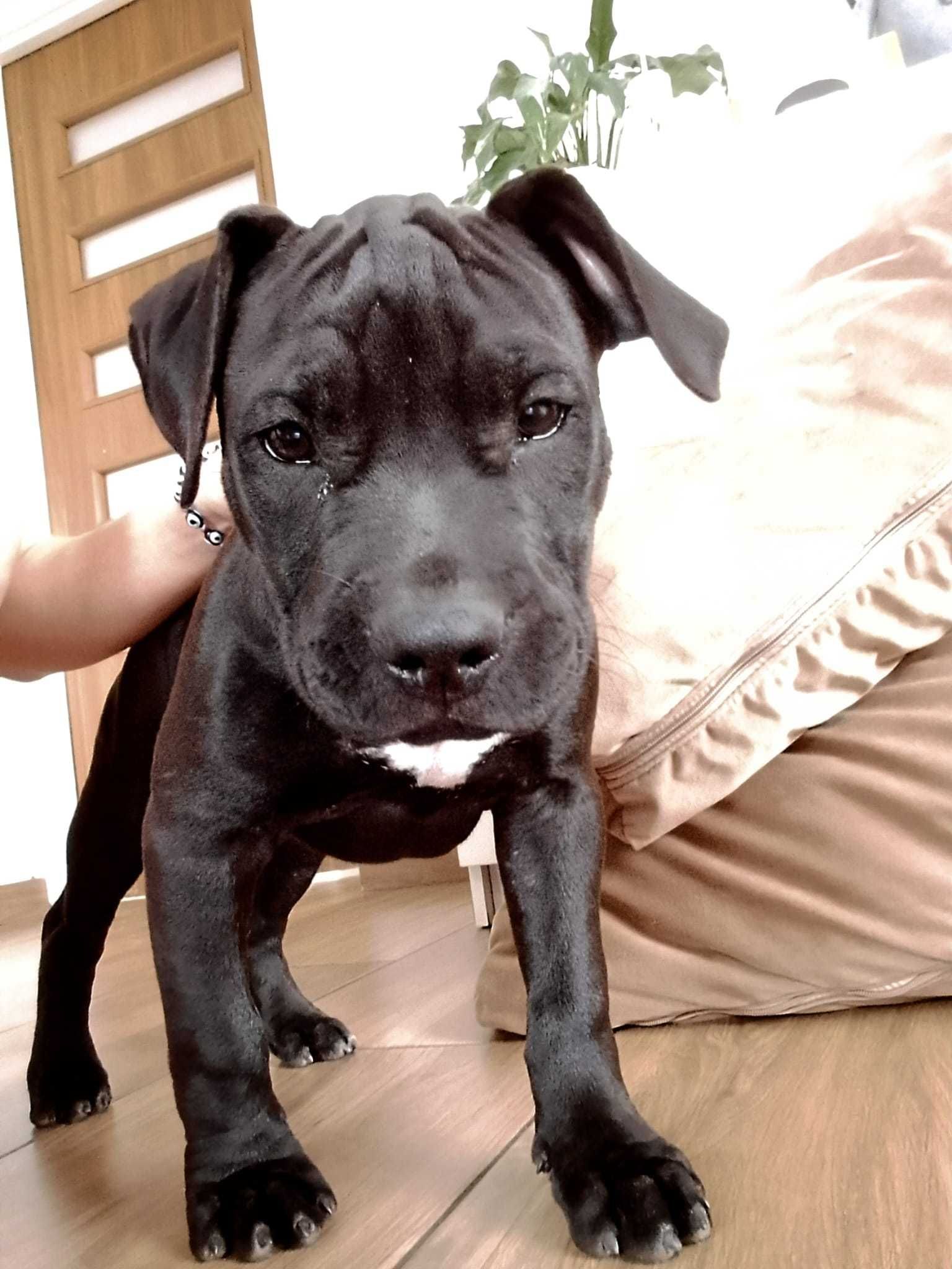 Piękny Szczeniak American Staffordshire Terier .suczka