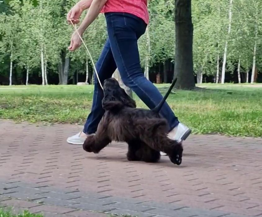 Щенок американского кокер спаніеля
