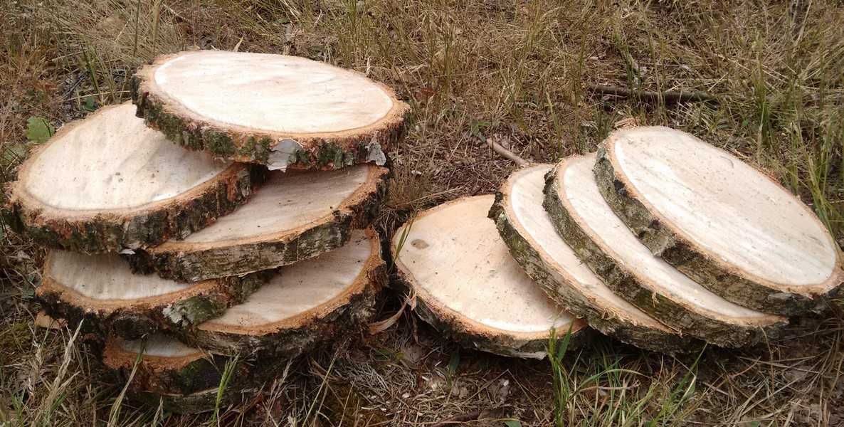 Plastry drewniane Krążki z drewna Brzoza