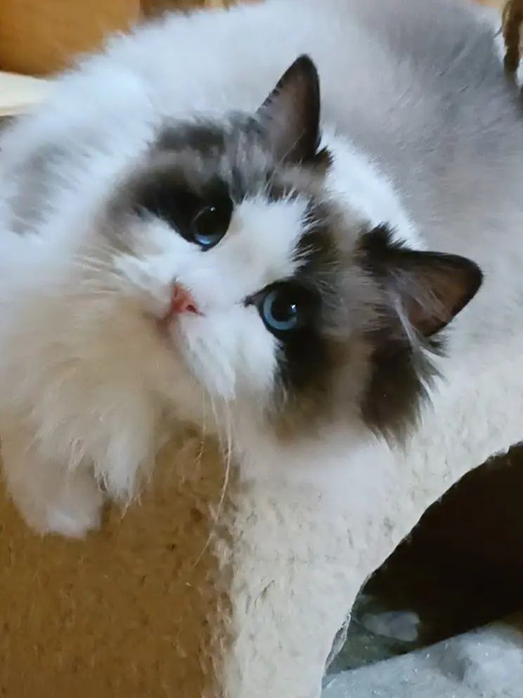 Śliczny kotek Ragdoll seal bicolor