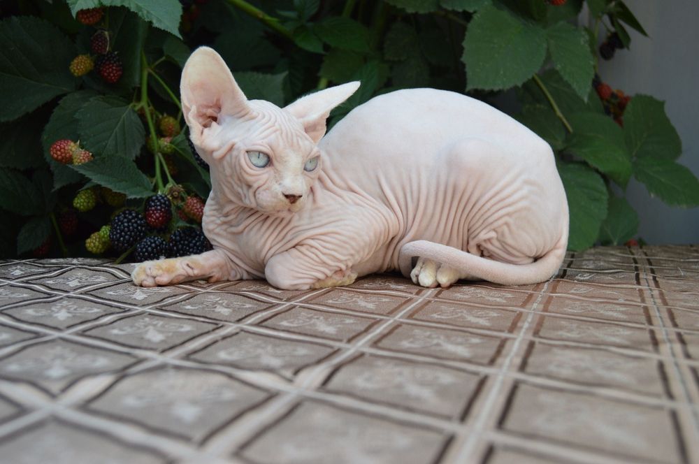 Голубоглазый котёнок сфинкс