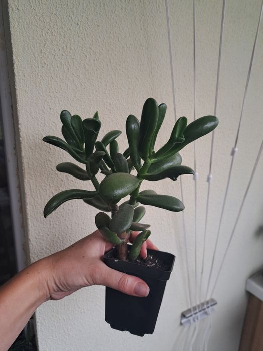 Крассулы, денежные деревья