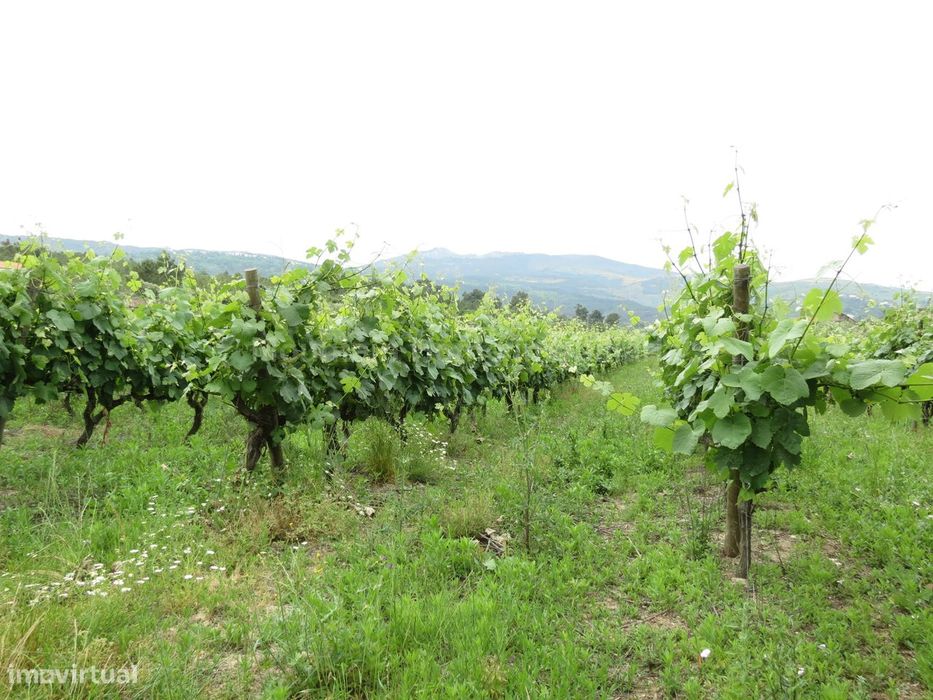 Quinta  Venda em Melo e Nabais,Gouveia