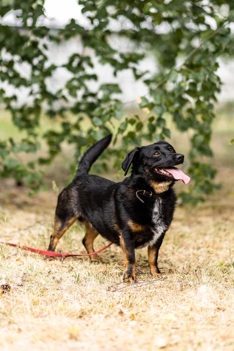 Rocky - mikropsiak, oddany jako szczeniak, do adopcji