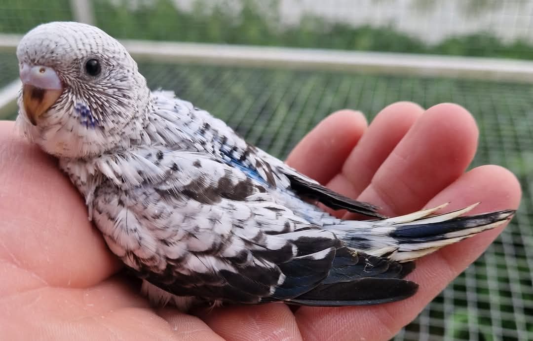Papużki do ręcznego karmienia łatwo się oswają i można nauczyć je mówi