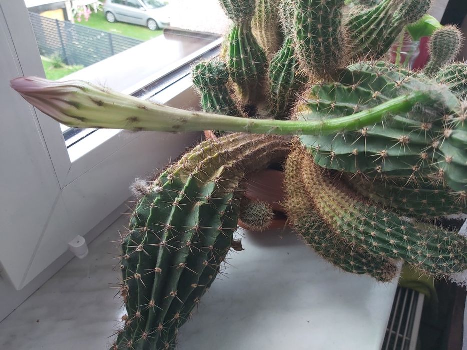 Kaktus kwitnący, duży, gęsty