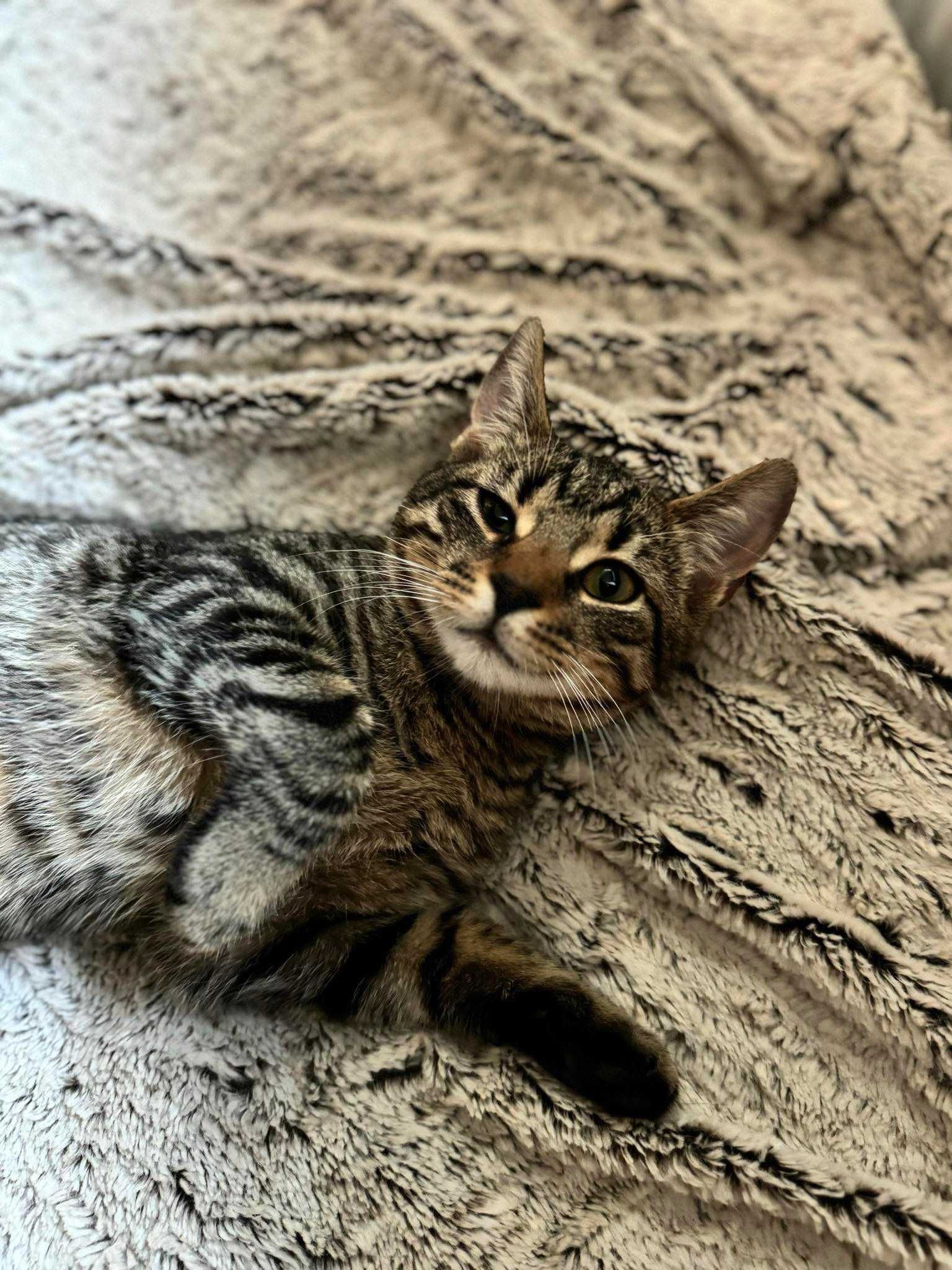 Syczek - kilkumiesięczny kotek szuka domu