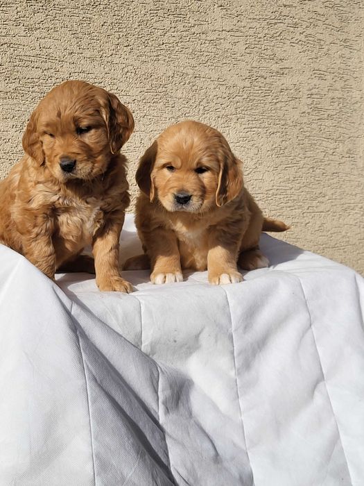 Golden Retriever - szczeniak złoty