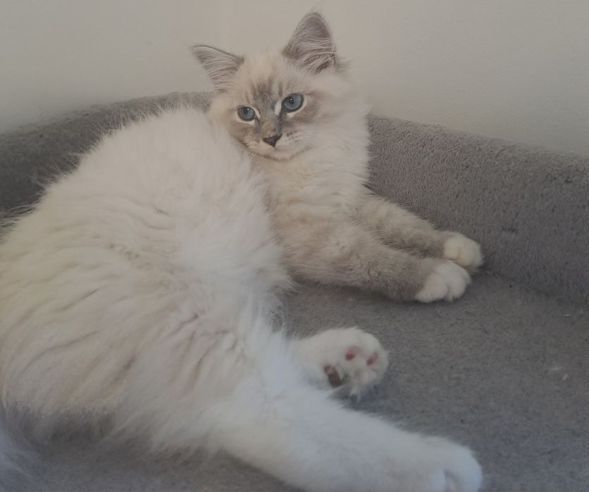 Uroczy kocurek Neva Masquerade